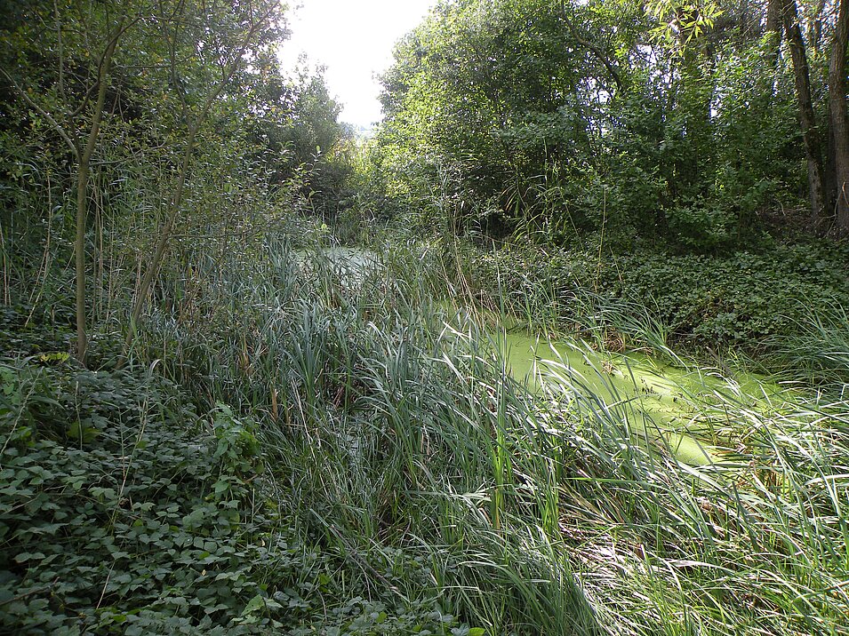 [Translate to Französisch:] Wasser Natur Wald